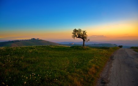 008-01552_treeandthesunset_1920x1200.jpg.medium.jpeg