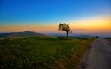 008-01552_treeandthesunset_1920x1200.jpg.small.jpeg