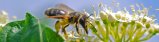 131-Honey-Bee-3840x1024.jpg.small.jpeg