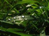141-NATURE-AnotherGrass_1600x1200.jpg.small.jpeg