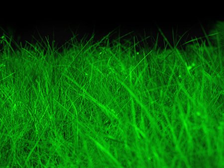 142-NATURE-GreenGNOMENoLogo_1600x1200.jpg.medium.jpeg