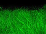 142-NATURE-GreenGNOMENoLogo_1600x1200.jpg.small.jpeg